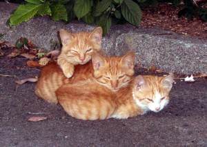 ３兄弟(^。^)